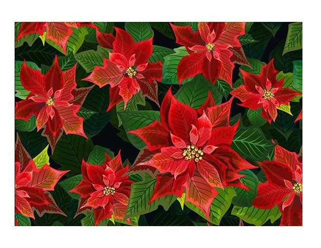 Christmas Poinsettia Flowers - Icing Cake Wrap - printsoncakes - Edible Image service provider